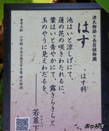 ssWlR50_3971_D33.jpg