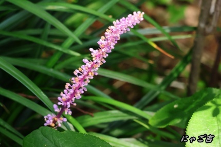 ssWlR50_3984_D33.jpg