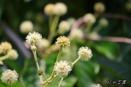 ssWlR50_4006_D33.jpg