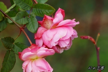 ssCrzR50_5904_D33.jpg