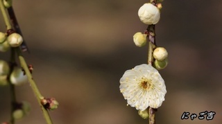 ssCrzR50_6129_D33.jpg
