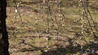 ssCrzR50_6131_D33.jpg