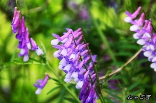 ssTE_26618_D33.jpg