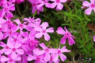 ssTE_26623_D33.jpg